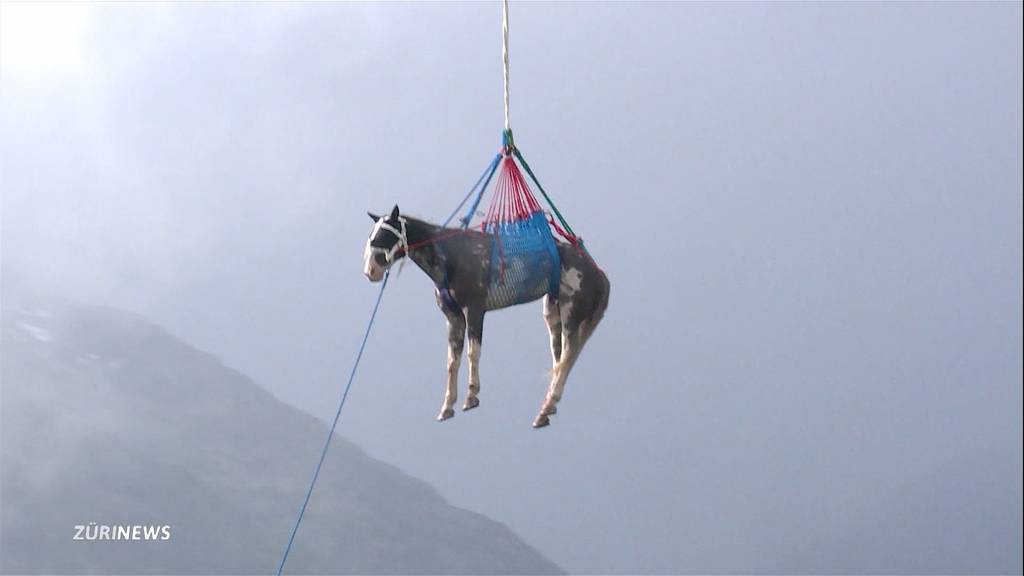 Aufwändige Tierrettung auf dem Grimsel