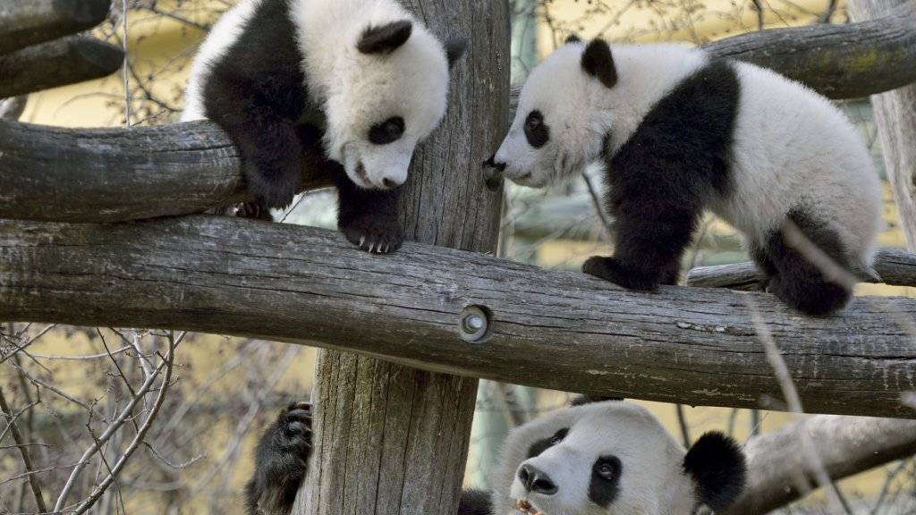 Zum ersten Mal im Aussengehege und bereits klettern die Panda-Kinder höher als ihre Mutter.