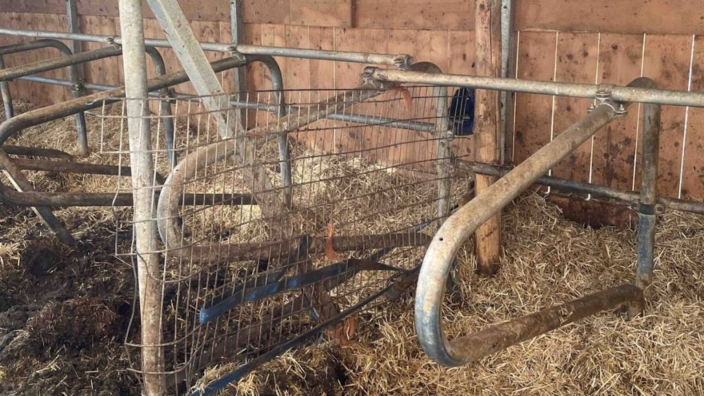 Stier verletzt Landwirt in Stall in Pusserein GR schwer