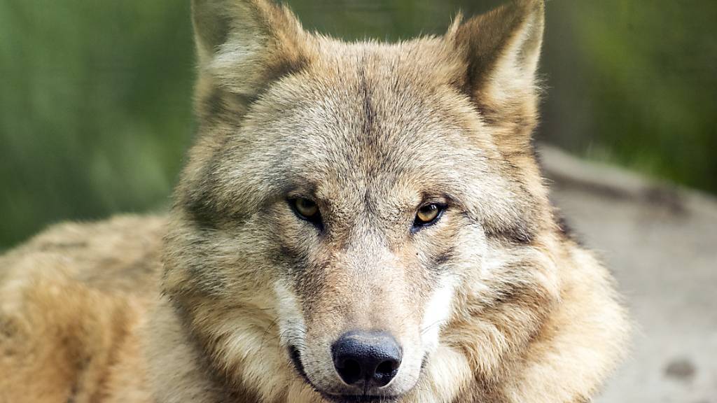 Im Kanton Bern soll es derzeit nur einem Wolf an den Kragen gehen. Er hat im Berner Jura mutmasslich 36 Nutztiere gerissen. (Symbolbild)