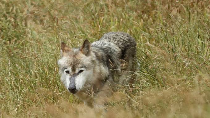 Wolfspopulation in Europa rasant am Wachsen