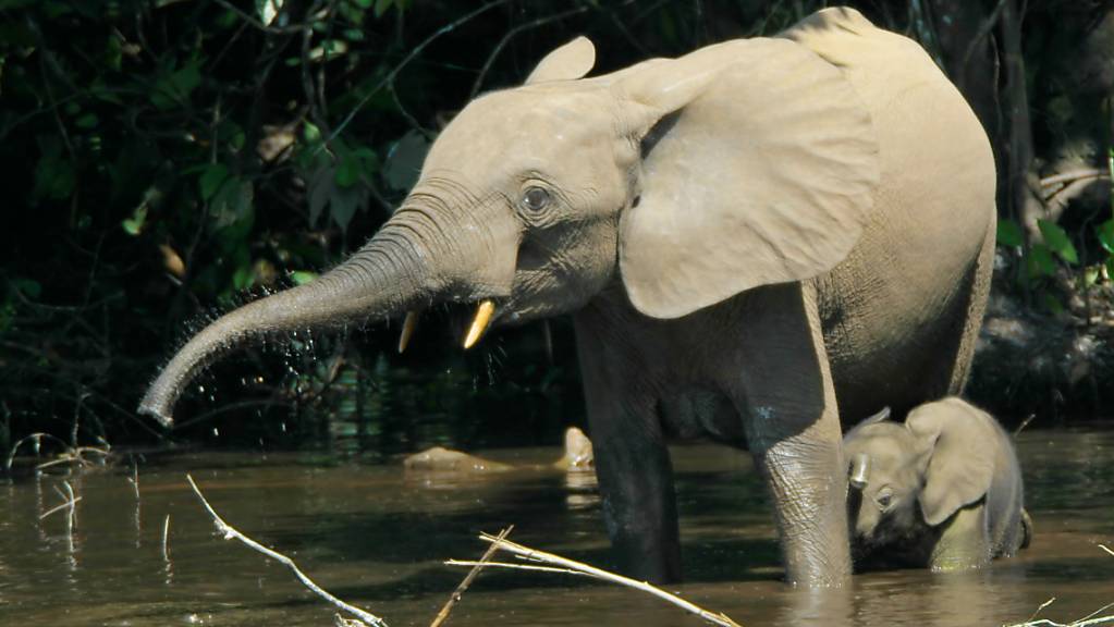 Waldelefanten sind sogar noch stärker gefährdet als ihre Vetter, die Savannenelefanten. In der Elfenbeinküste brachen die Bestände in den letzten Jahrzehnten dramatisch ein.