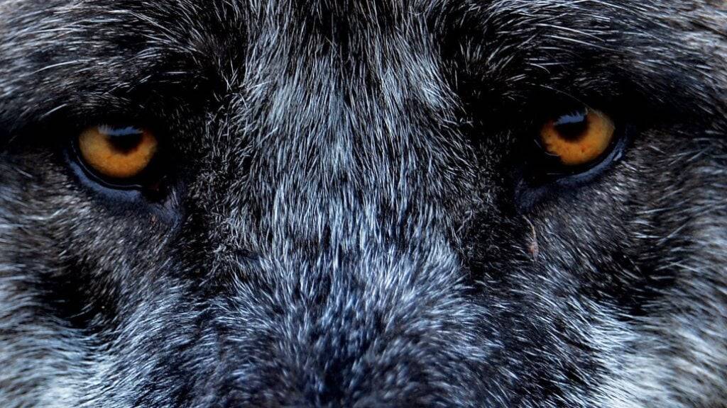 Das Wolfsrudel im Kanton Schwyz ist wohl grösser als bisher bekannt. (Symbolbild)