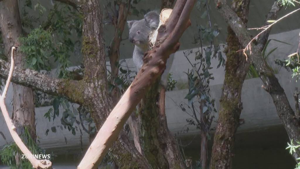 Neueröffnung der Australienanlage im Zoo Zürich