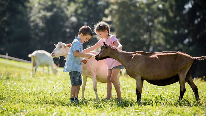 Kinder können Ziegen hautnah erleben