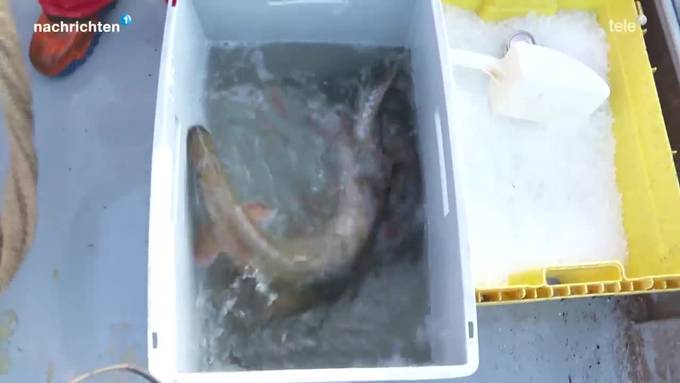Wie der Wels zum Speisefisch wird