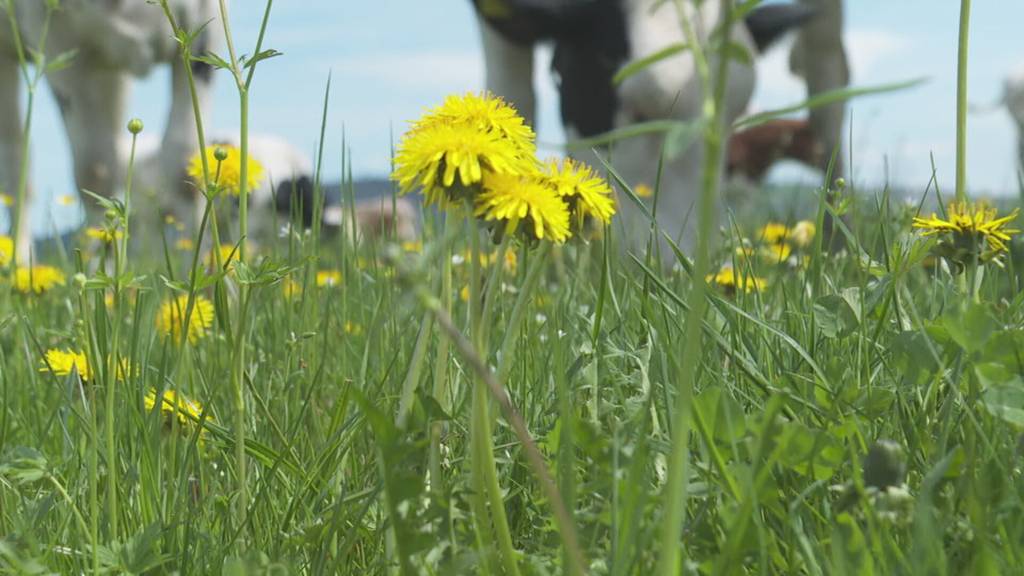 Gefährlicher Abfall auf Wiesen: Thurgauer Bauern fordern mehr Prävention