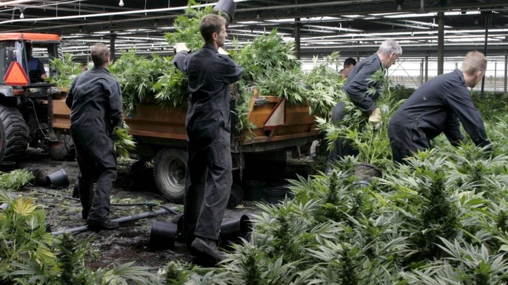 Ein auf Cannabis-Öl spezialisiertes Unternehmen will in Dänemark an die Börse gehen. Um die Versorgung sicherzustellen, soll jetzt selbst angebaut werden. (Symbolbild)