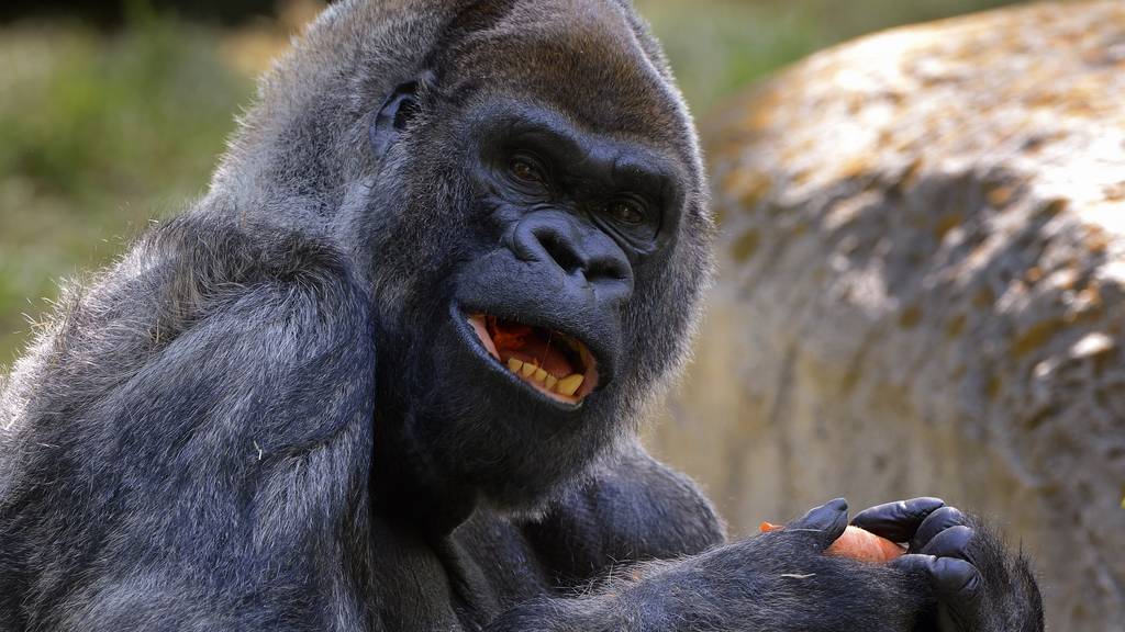 Ältester männlicher Gorilla der Welt Ozzie ist gestorben