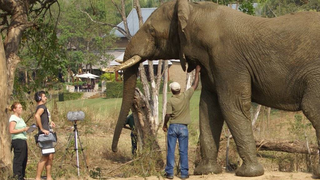 Wiener Forschende haben die extrem tiefen «Rumble»-Laute von Elefantenbullen aufgezeichnet und analysiert.