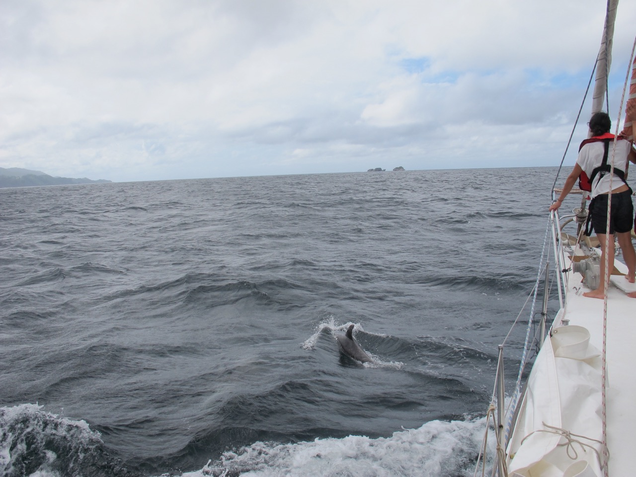 Die schönen Seiten des Segeltrips: Unterwegs mit Delfinen (Bild: Kay Rauber)