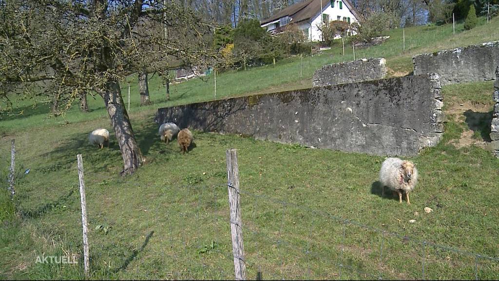 Zwei Schafe innerhalb von wenigen Tagen gerissen