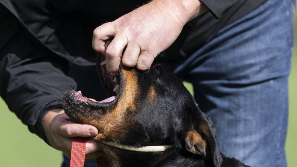Kanton Zürich ordnet Beschlagnahmung von vier Rottweilern an