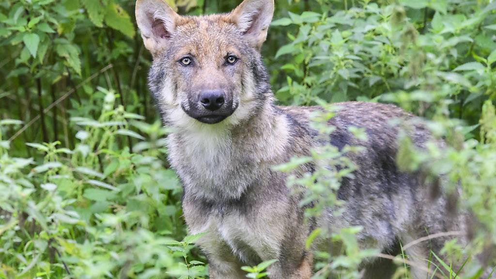 Ein Wolf riss in Dussnang TG drei Alpakas. (Archivbild)