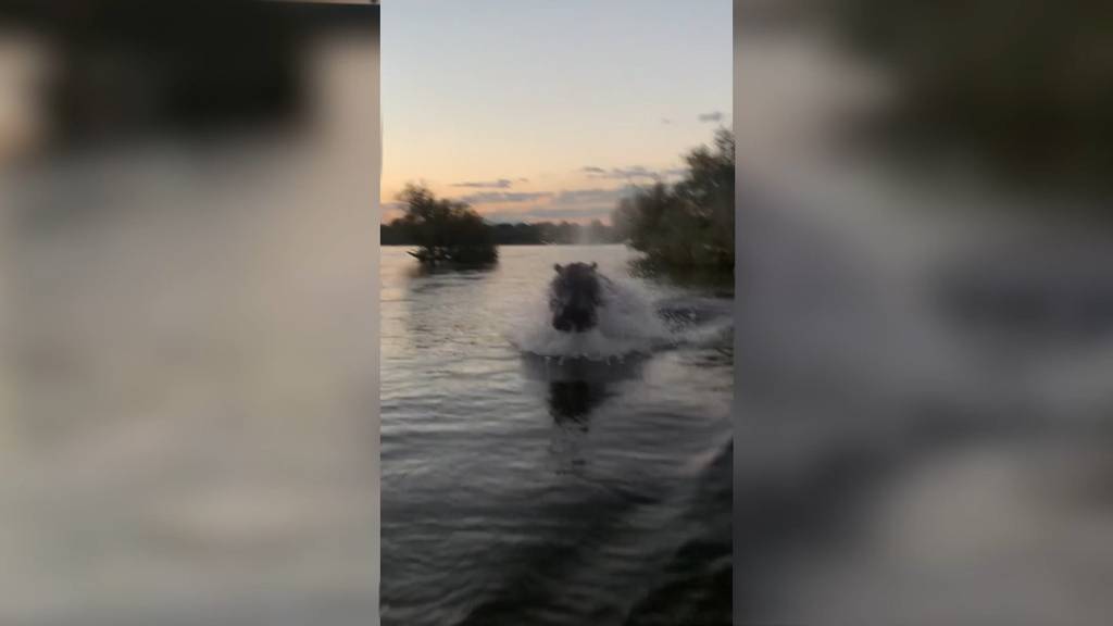 Nilpferd jagt Motorboot