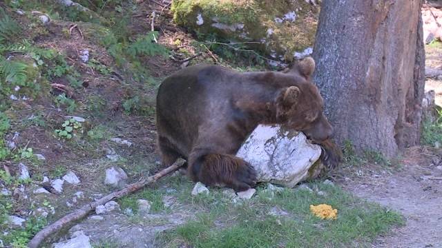 Alles schöner im Bärenpark