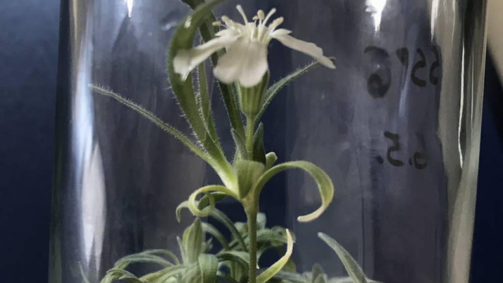 Da hatte jemand einen sehr, sehr grünen Daumen:  Forscher der Universität für Bodenkultur Wien haben eine 32'000 Jahre alte Pflanze wieder zum Blühen gebracht. Das Erbgut der zu den Nelkengewächsen zählenden Art «Silene stenophylla» hat Jahrtausende im sibirischen Permafrostboden überlebt. (zVg)