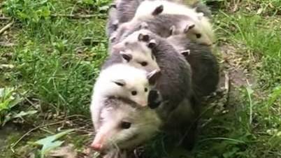 Diese Opossum-Mama trägt ihre Kinder auf dem Rücken. Stören scheint sie das nicht.