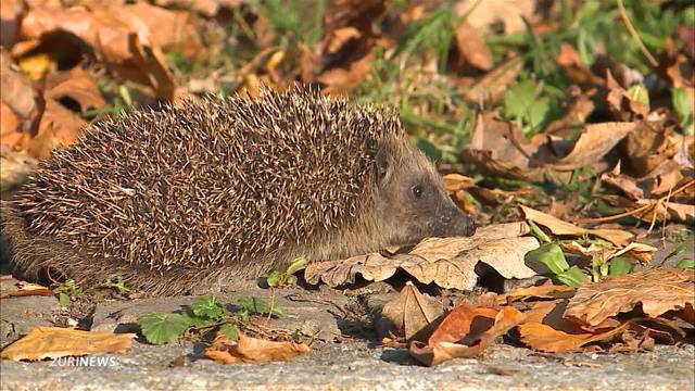 Igel-Flucht aus Zürich