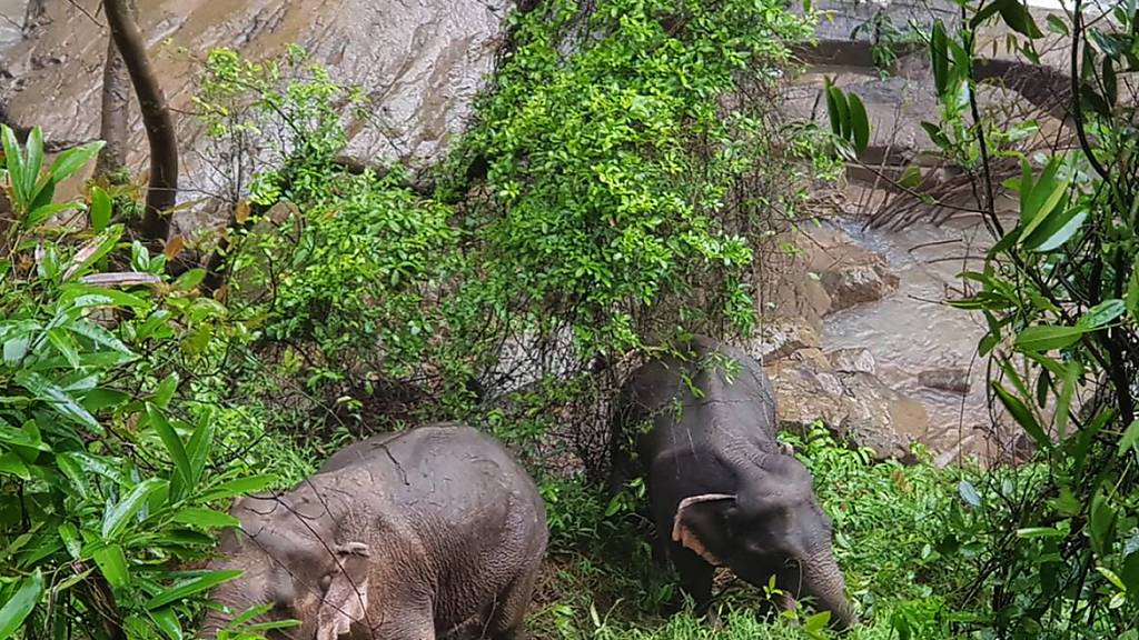 In Thailand ertranken elf Elefanten in einem Wasserfall, die einem Jungtier zu Hilfe kommen wollten. Zwei Elefanten wurden gerettet. Sie konnten den Abhang zurück in den Wald hochklettern, nachdem ihnen Wildhüter energiereiche Nahrung zugeworfen hatten. Bild vom 5. Oktober)
