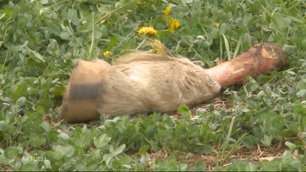 Fussgänger findet Pferdebein