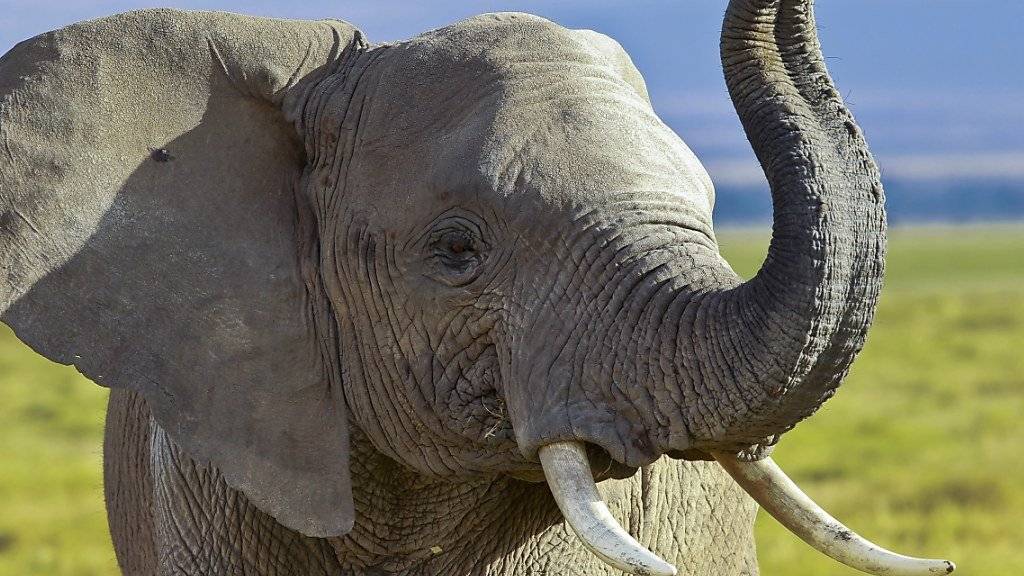 Offiziell bekanntgegeben: Trump erlaubt wieder die Einfuhr von Elefantentrophäen - damit dürfte die Jagd nach den seltenen Tieren in Afrika wieder angeheizt werden. (Archivbild)