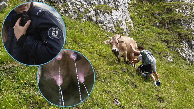 «Wild-Melken» könnte für Alpstein-Wanderer rechtliches Nachspiel haben