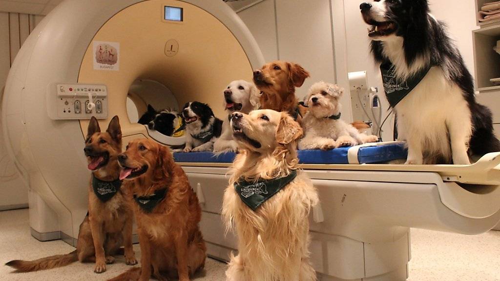 Die trainierten Hunde bekamen im Magnetresonanztomografen Tonaufnahmen vorgespielt.