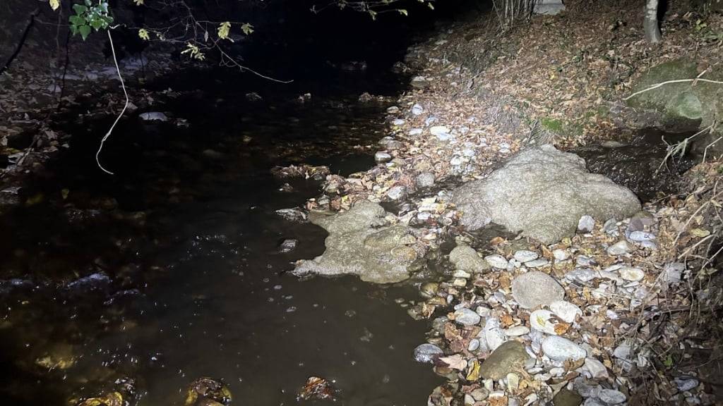 Fische sterben wegen ausgelaufener Gülle in Rapperswil-Jona