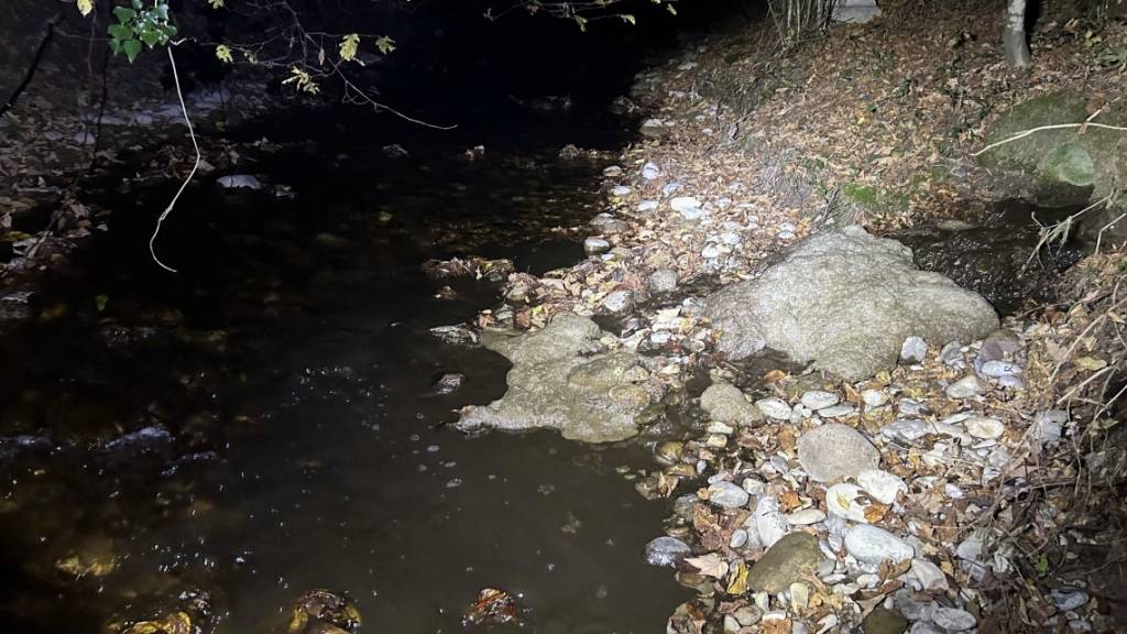 In Rapperswil-Jona lief am Freitag Gülle in den Lattenbach. Dabei starben Fische und Kleinlebewesen, wie die Kantonspolizei St. Gallen am Sonntag mitteilte.