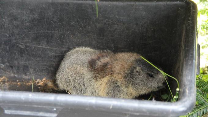 Mungg fährt 150 Kilometer im Auto mit