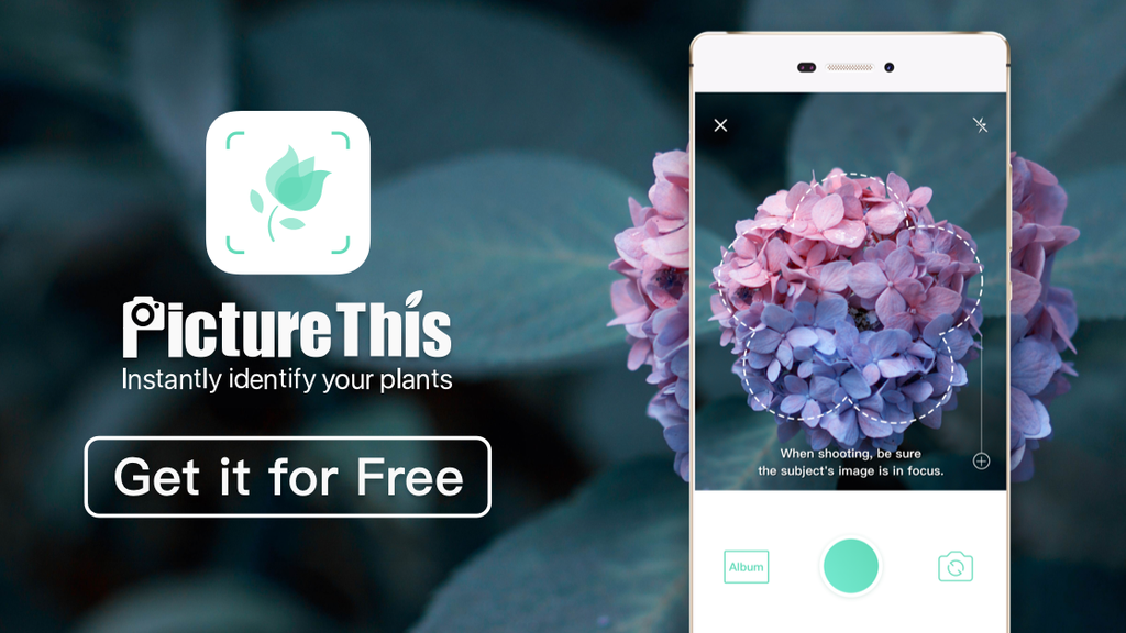 Picture This App - Ein Muss für jeden Hobbygärtner