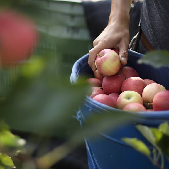 Apfelernte beginnt in der Schweiz in diesem Jahr früher