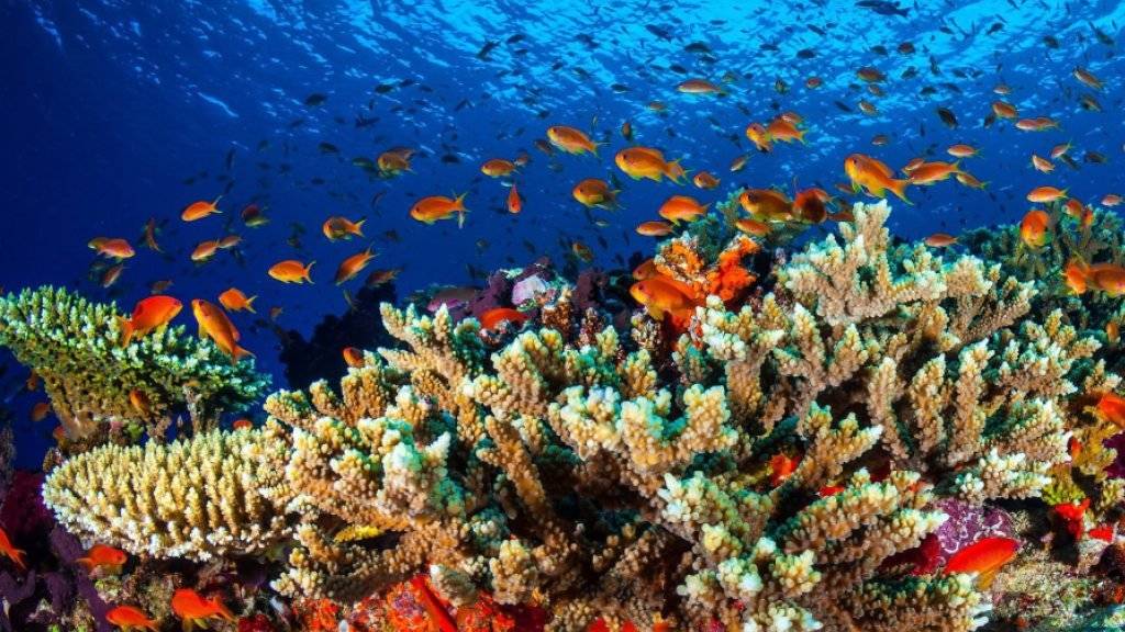 Damit grössere Teile des Great Barrier Reefs wieder gesund werden, haben Forscher gesunden Korallenlaich in gefährdete Teile transplantiert. (Archiv)