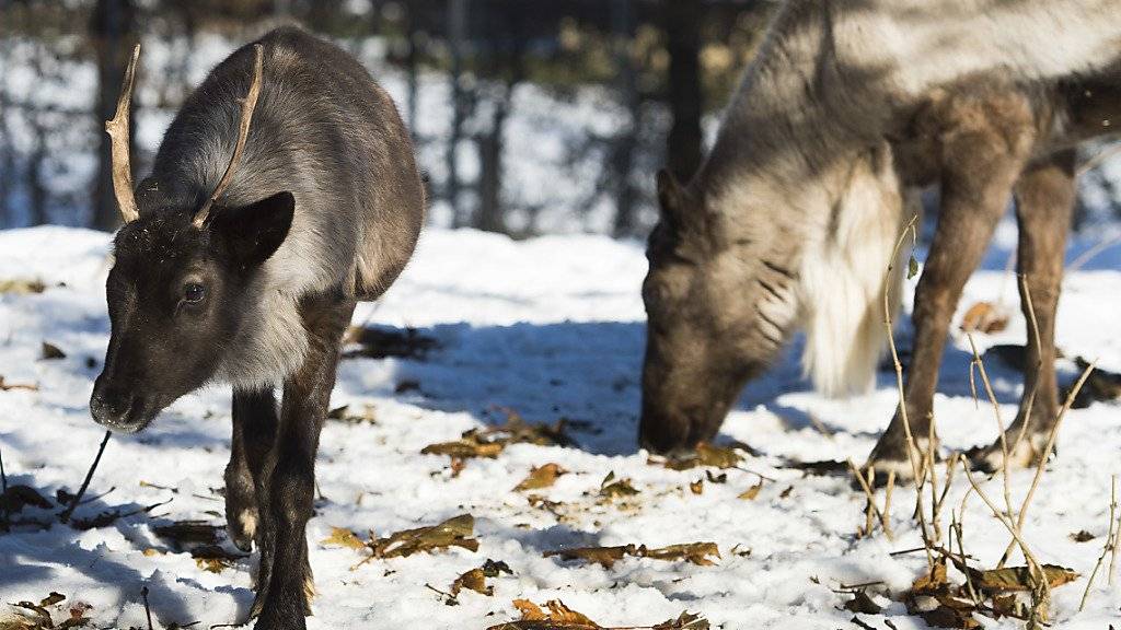 Illegale Jagd und Klimawandel setzen den Herden wilder Rentiere im arktischen Norden Russlands zu. (Symbolbild)