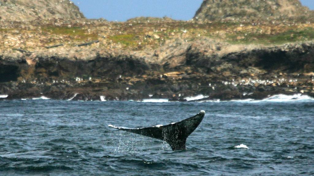 Das Uno-Umweltprogramm meldet einen wichtigen Meilenstein beim Schutz der Ozeane. (Archivbild)