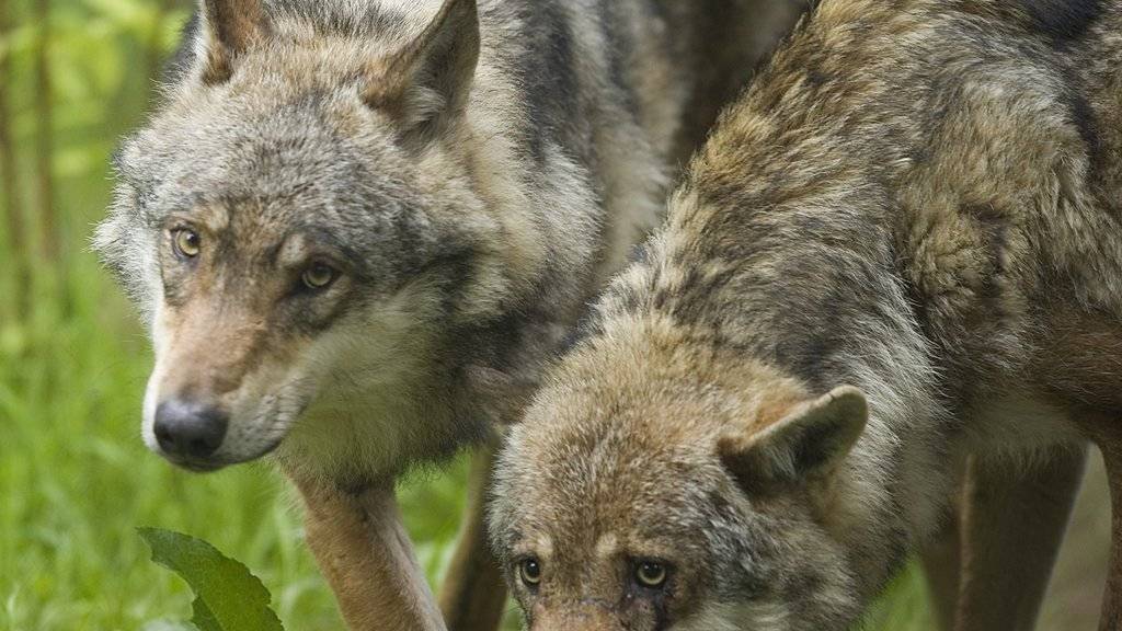 Pro Natura und WWF fordern die Kantone auf, das Anfüttern von Wildtieren im Wolfsgebiet zu verbieten.  (Archivbild)