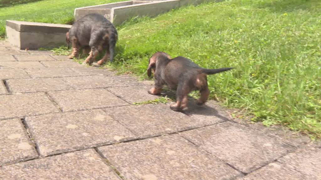 Tierisches Hallelujah: Die Erlinsbacher Clara-Schwestern züchten im Kloster Dackel