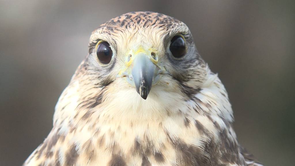 Falke gegen Krähen