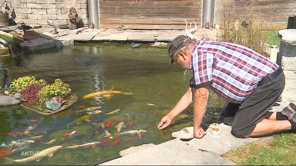 Nachzug Fischsterben: Todesursache ist bekannt