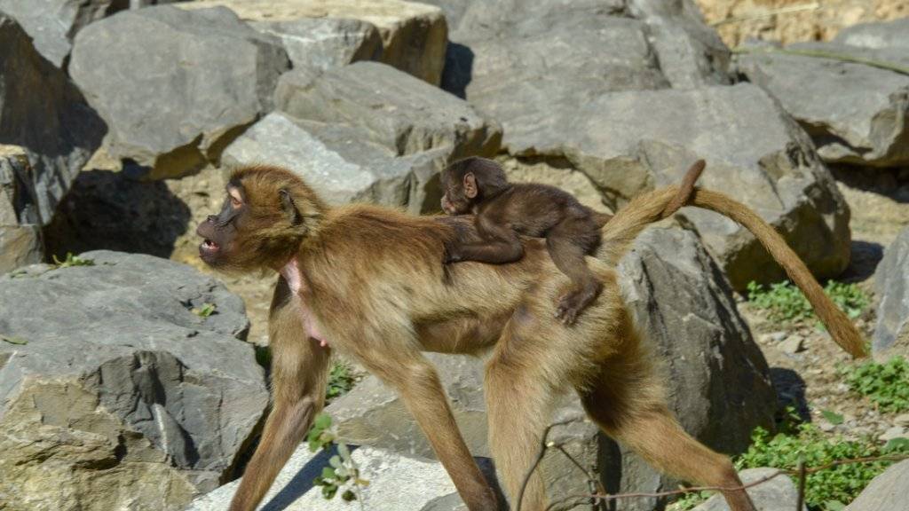 Auf dem Rücken der Mutter reitet ein junger Dschelada durch das Afrikanische Semien Gebirge des Zoos Zürich.
