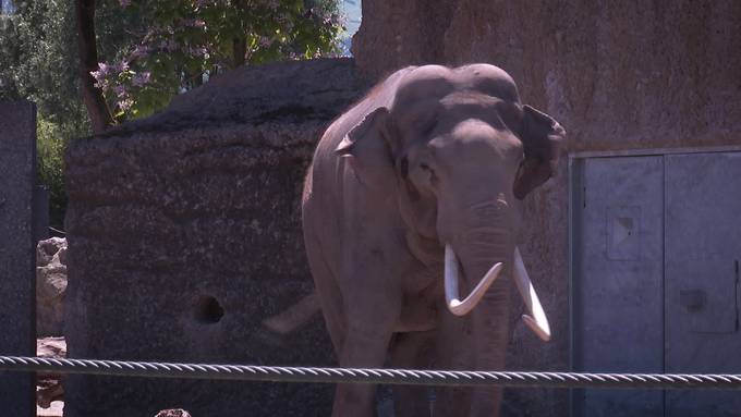 Knies Kinderzoo: Elefantenbulle darf an die frische Luft