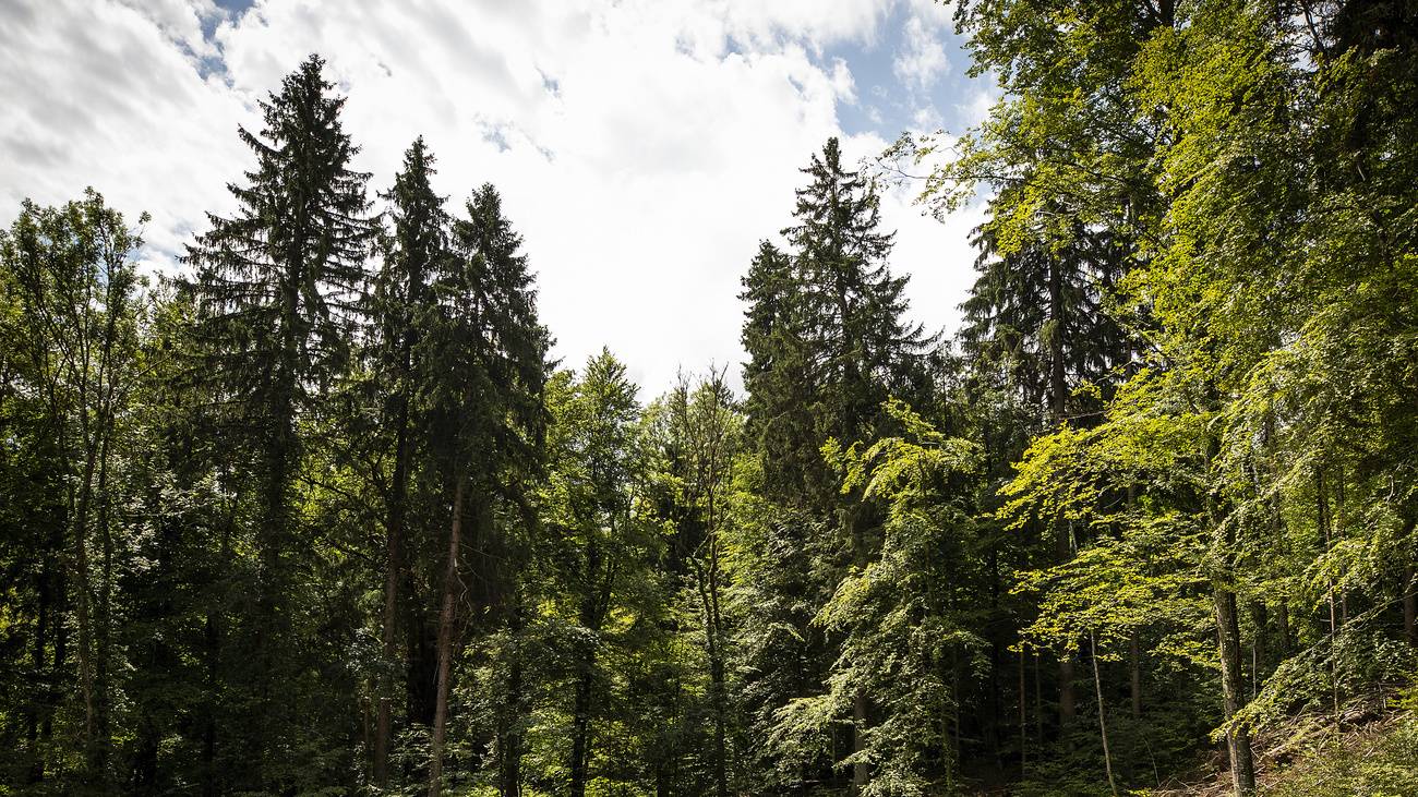 Die Bäume auf dem Heitersberg in Spreitenbach können dank dem Regen wachsen und gedeihen. 