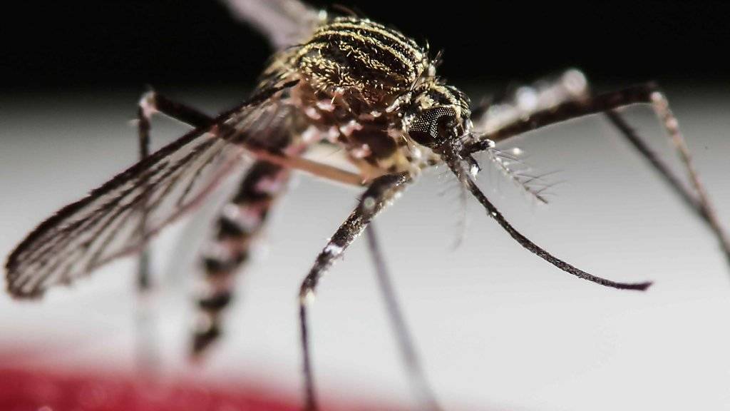 Das Zika-Virus wird durch Stiche der Tigermücken übertragen.