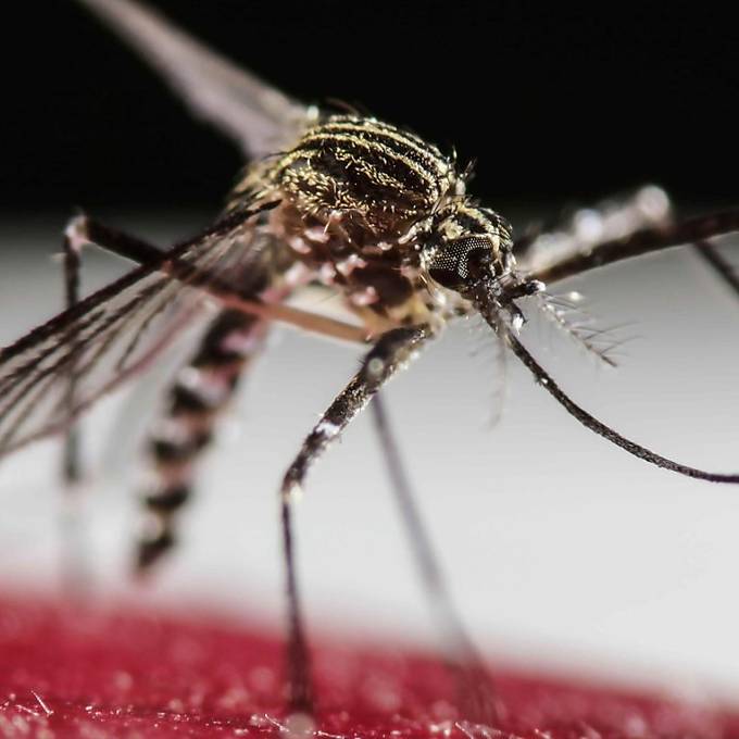 WHO erklärt wegen Zika-Virus globalen Gesundheitsnotstand