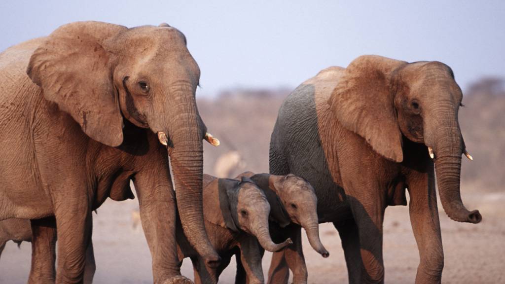 In Simbabwe leben Schätzungen zufolge 100'000 Elefanten, es ist das Land mit der zweitgrössten Elefanten-Population nach Botswana. (Archivbild)