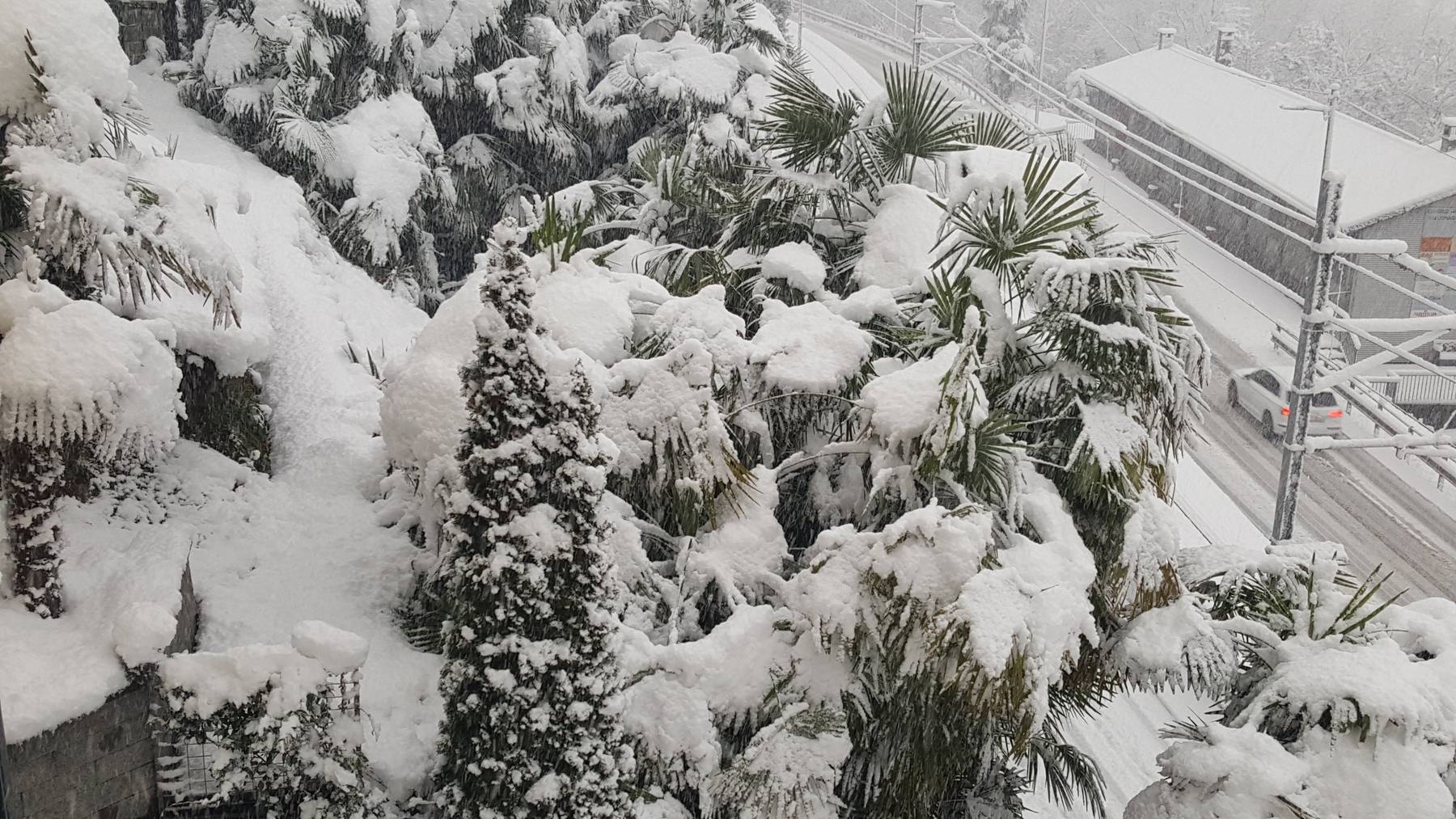 Schnee auf Palmen: In Locarno meldete sich in der Nacht auf Montag der Winter zurück.