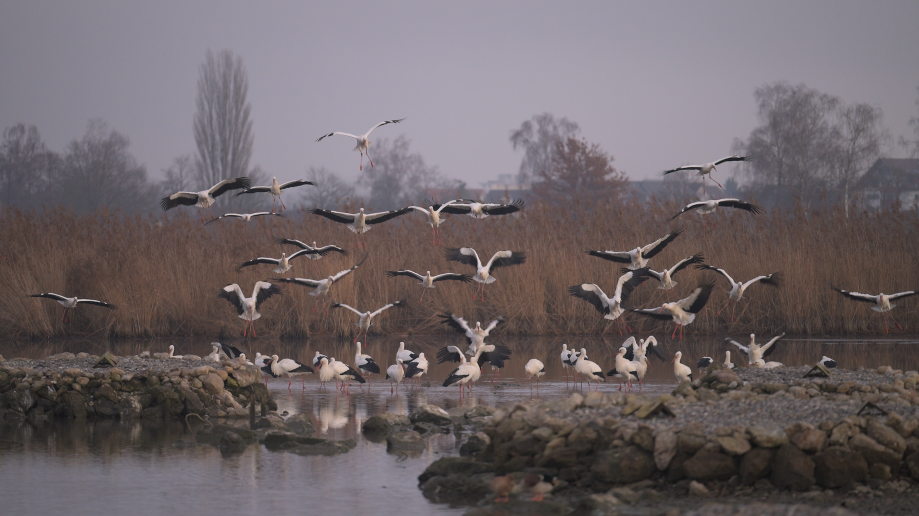 Weissstoerche - Stationaere Zugvoegel 
