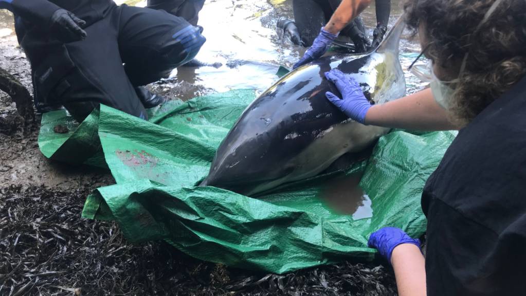 Rettungskräfte der gemeinnützigen Einrichtung «British Divers Marine Life Rescue» kümmern sich um einen Delfin, der im Flachwasser einer Mündung des Flusses Mawgan Creek stecken geblieben war.