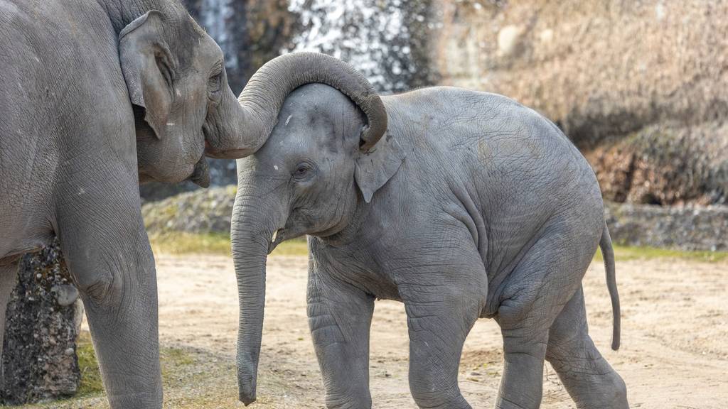 Nach Virusinfektion: Zürcher Elefantenbulle Umesh ist tot